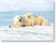 polar-bears