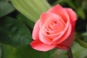 pink-rosesmall