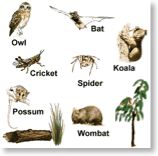 Nocturnal Animals 
