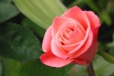 pink-rosesmall